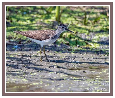 Solitary Sandpiper: SERIES of Two Images