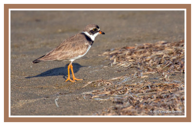 Semipalmated Plover: SERIES of Two Images