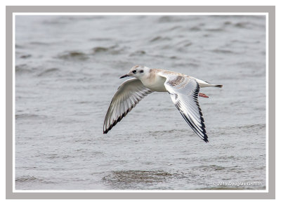 Bonaparte's Gull (Juvenile)