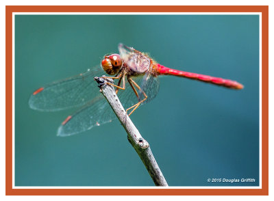 Meadowhawk