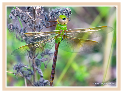 Common Green Darner 