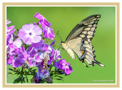 Giant Swallowtail on Phlox