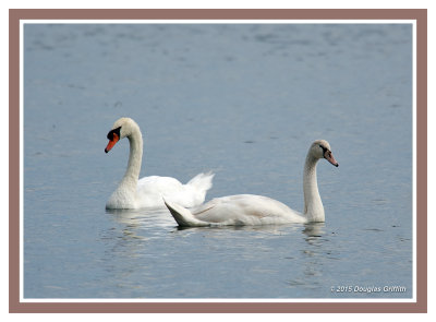 Mute Swan(s):SERIES of Two Images