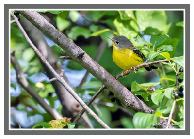 Magnolia Warbler