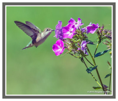 Ruby-throated Hummingbird (Juvenile) on Phlox: SERIES of Three Images