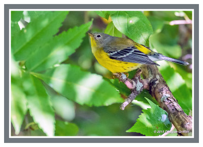 Magnolia Warbler