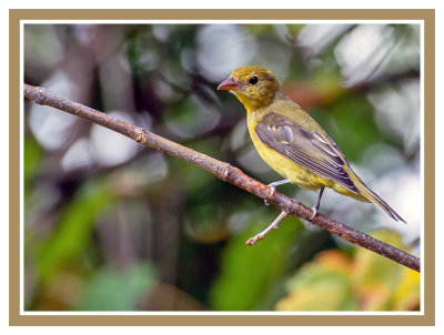 Scarlet Tanager (Immature)