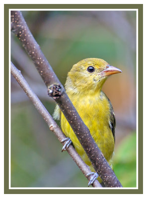 Scarlet Tanager (Immature)