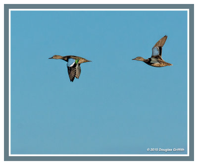 Blue-winged Teal Ducks