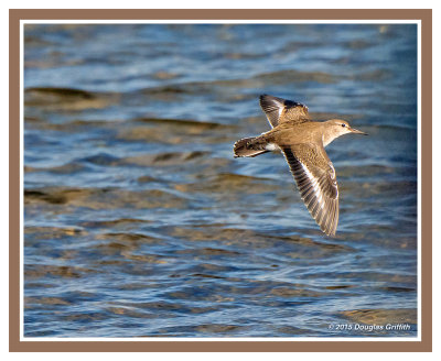 Spotted Sandpiper: SERIES of Two Images