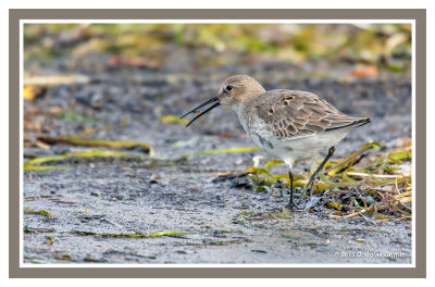 Dunlin (and Breakfast)