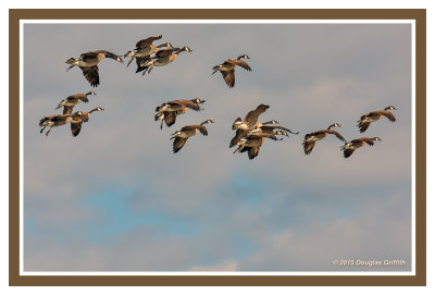 Canada Geese Landing on the Ottawa River