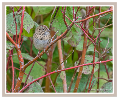 Lincoln's Sparrow: SERIES of Three Images