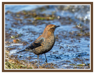 Rusty Blackbird: SERIES of Two Images