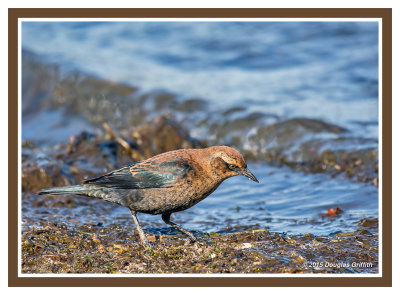 Rusty Blackbird: SERIES of Three Images