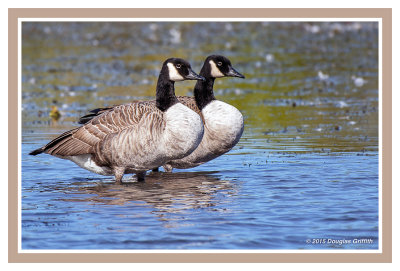 Seeing Double: Canada Geese