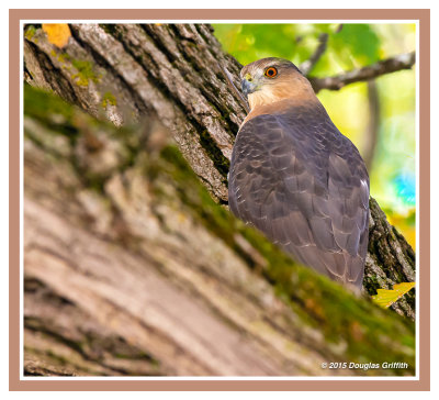 Cooper's Hawk  