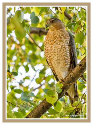 Cooper's Hawk  