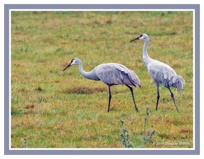 Sandhill Cranes: SERIES of Three Images