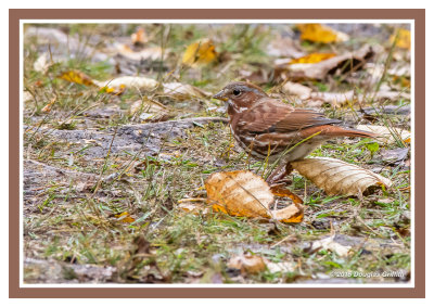 Fox Sparrow: SERIES of Two Images