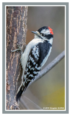 Downy Woodpecker (M)