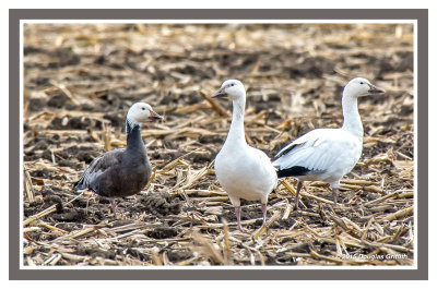 Snow Geese: SERIES of Two Images