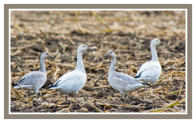 Snow Geese