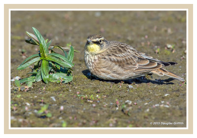 Horned Lark