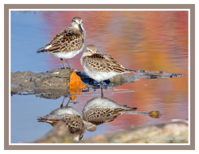 White-rumped Sandpiper(s): SERIES of Four Images