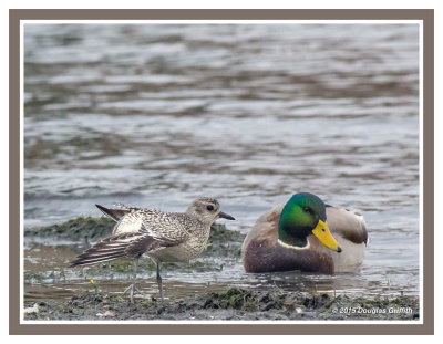 Golden Plover Stretches in front of a Male Mallard