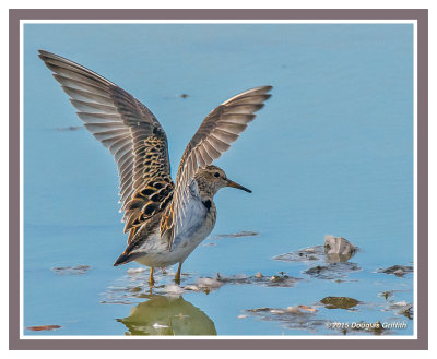 Pectoral Sandpiper: SERIES of Two Images