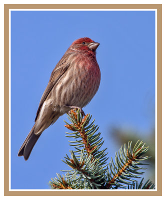 House Finch (M): SERIES of Two Images