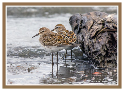 White-rumped Sandpipers