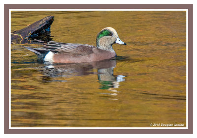 American Wigeon (M)