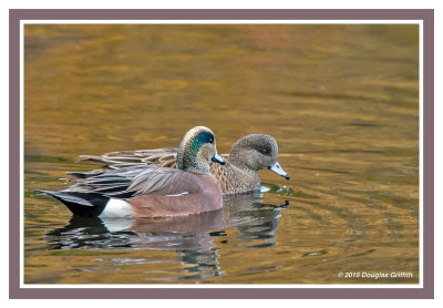 American Wigeon (M front; F rear)