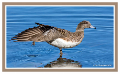 American Wigeon (F)