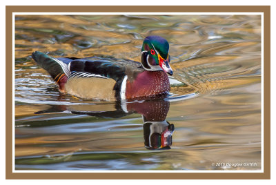 Wood Duck (M) 