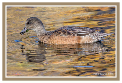 American Wigeon (F): Four Images in Different Water/Lighting