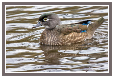 Wood Duck (F): SERIES of Three Images in Different Light/Water