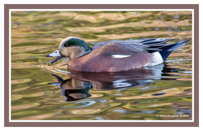 American Wigeon (M): Two Images