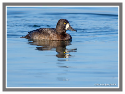 Lesser Scaup: Two Images