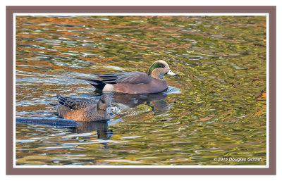 American Wigeons (Male and Female)