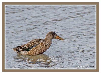 Northern Shoveler (F): SERIES of Two Images