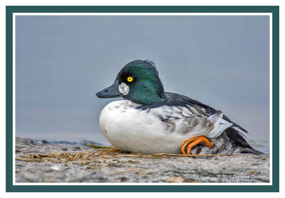 Common Goldeneye (M): SERIES of Three Images