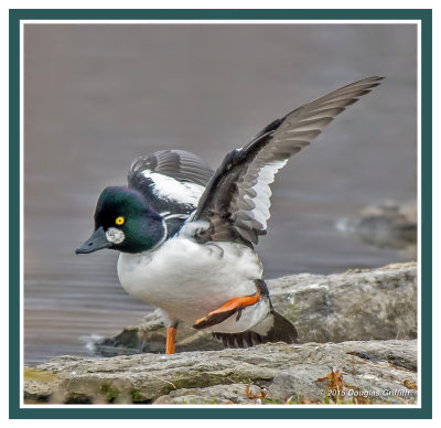 Common Goldeneye (M): SERIES of Three Images