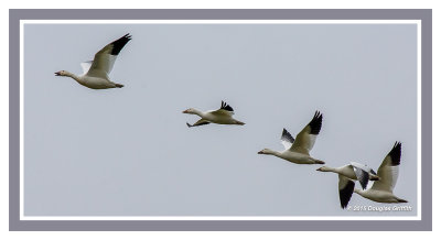 Snow Geese: SERIES of Four Images
