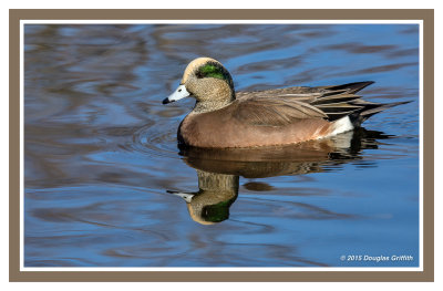 American Wigeon: SERIES of Three Images