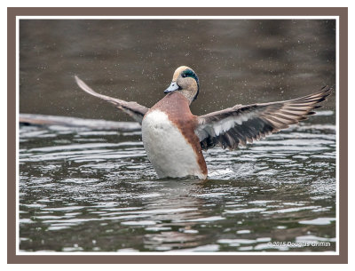 American Wigeon: SERIES of Four Images