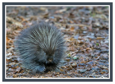 Porcupine: SERIES of Two Images