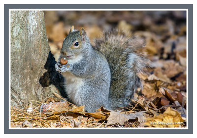 Eastern Gray Squirrel